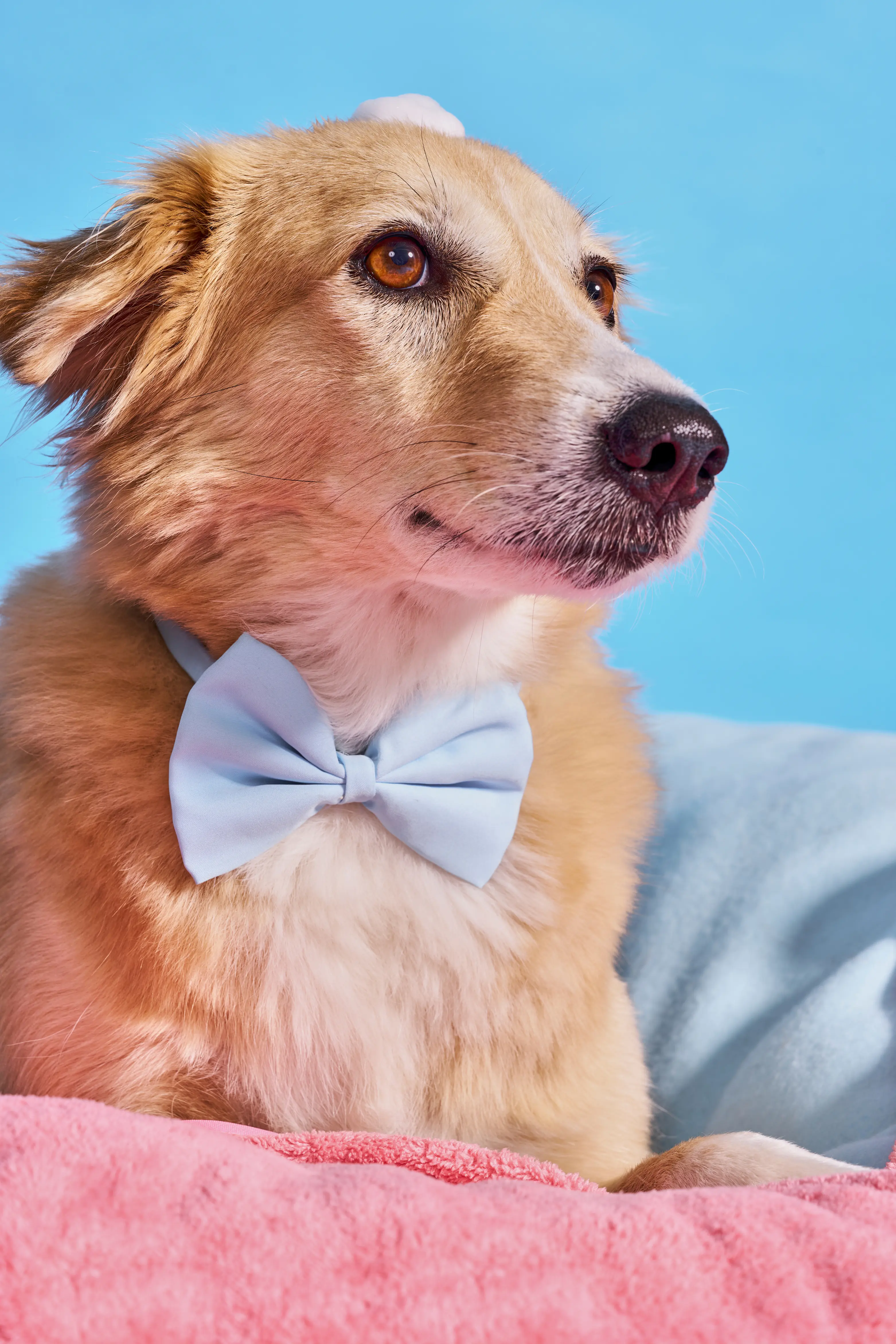 Art Direction for Canva