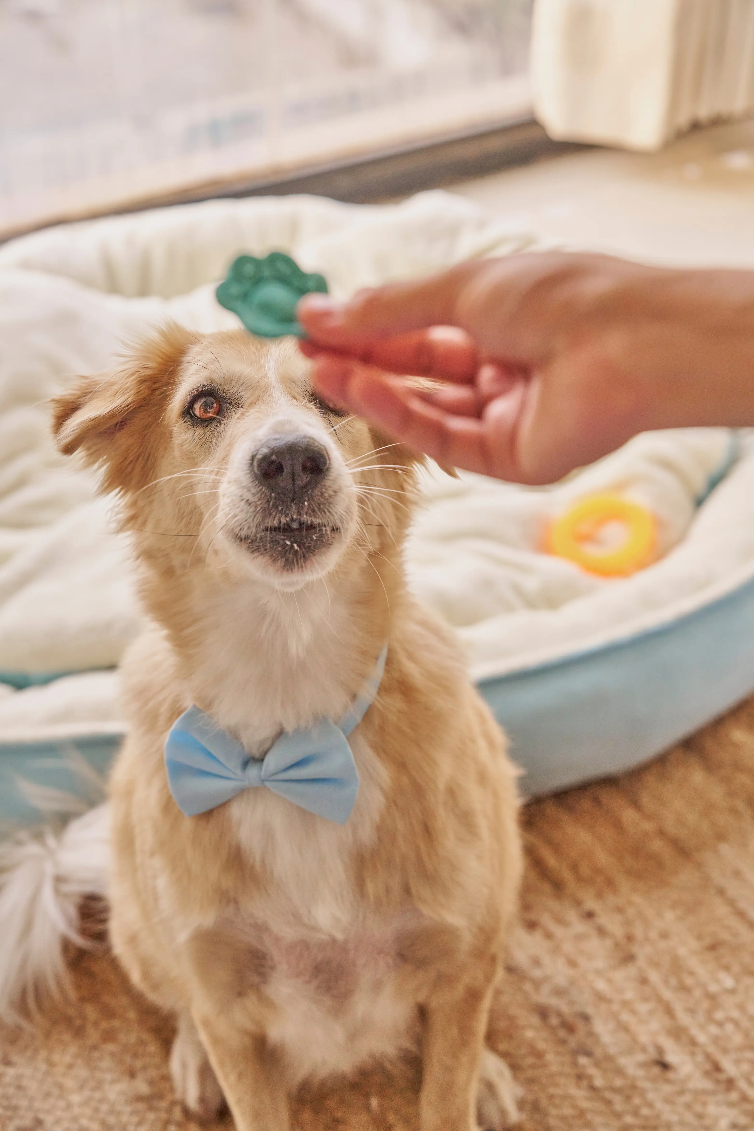 Art Direction for Canva