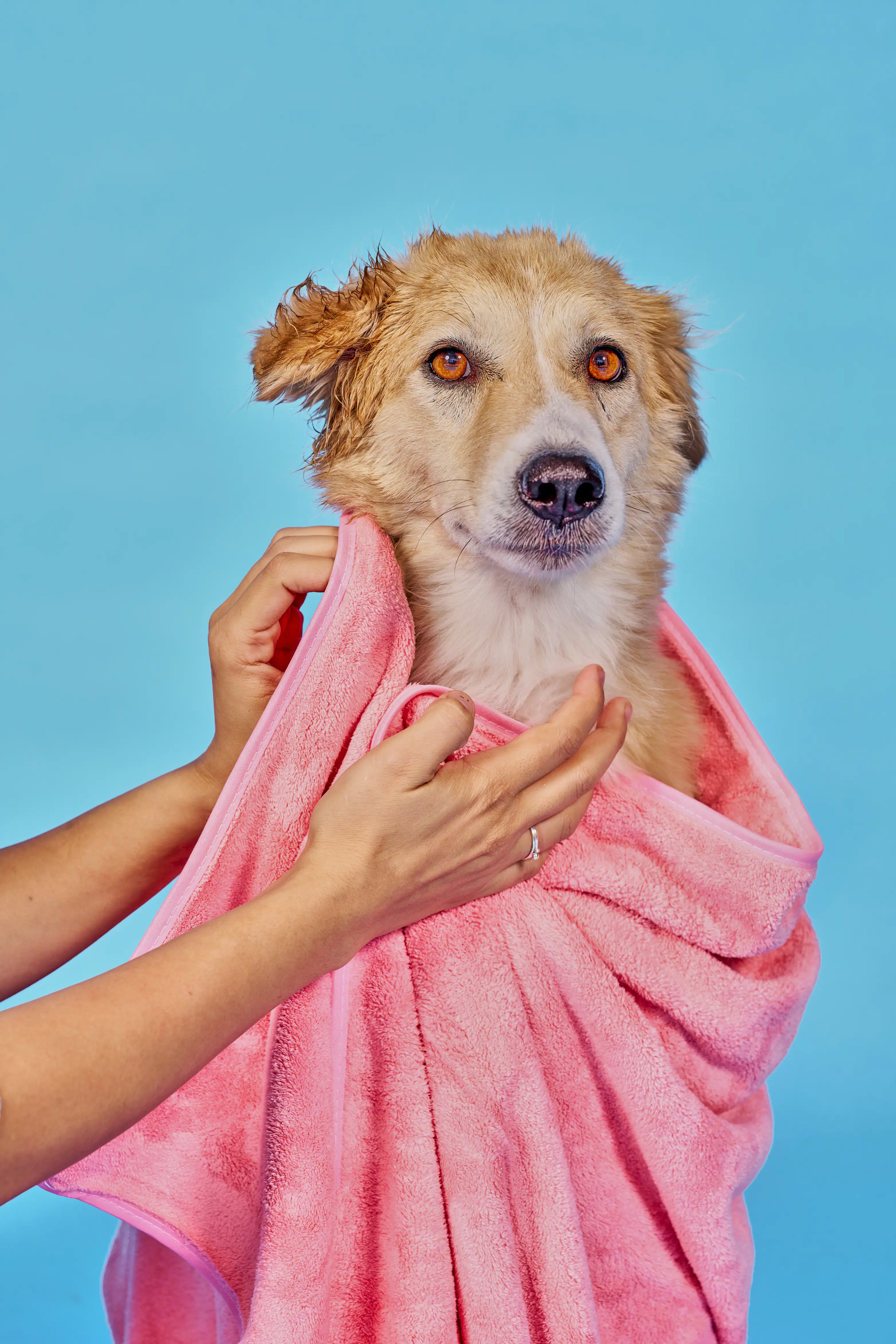 Art Direction for Canva