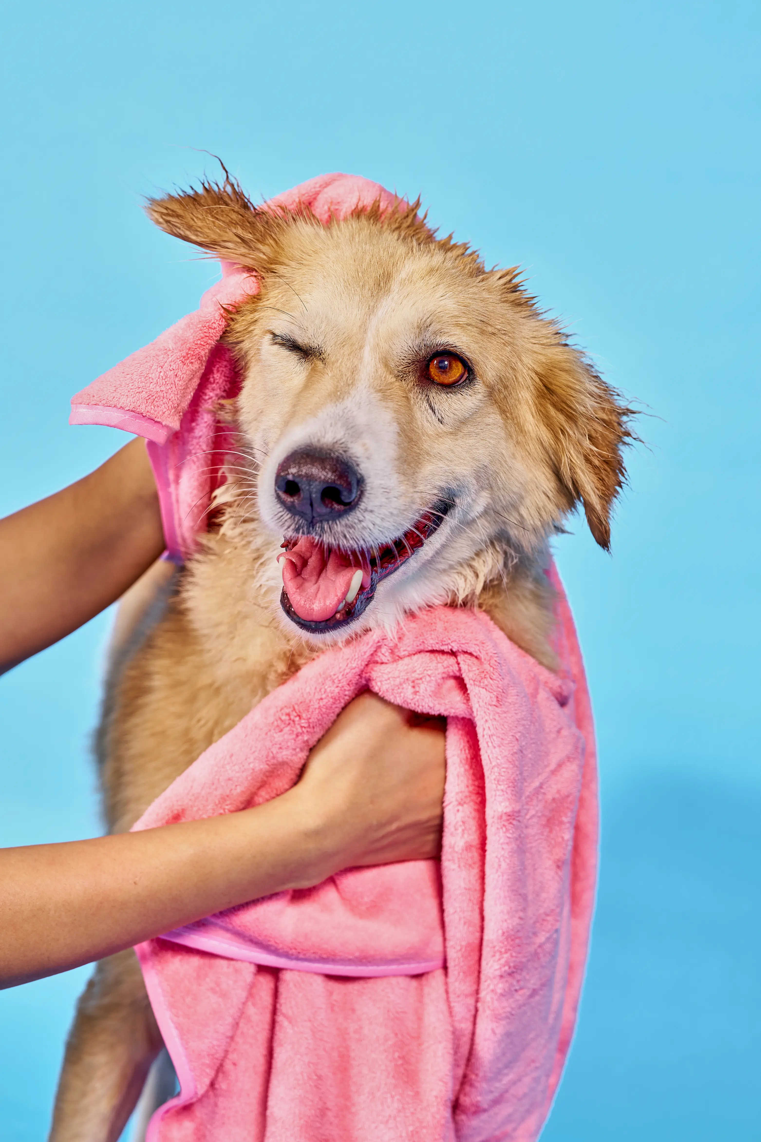 Art Direction for Canva