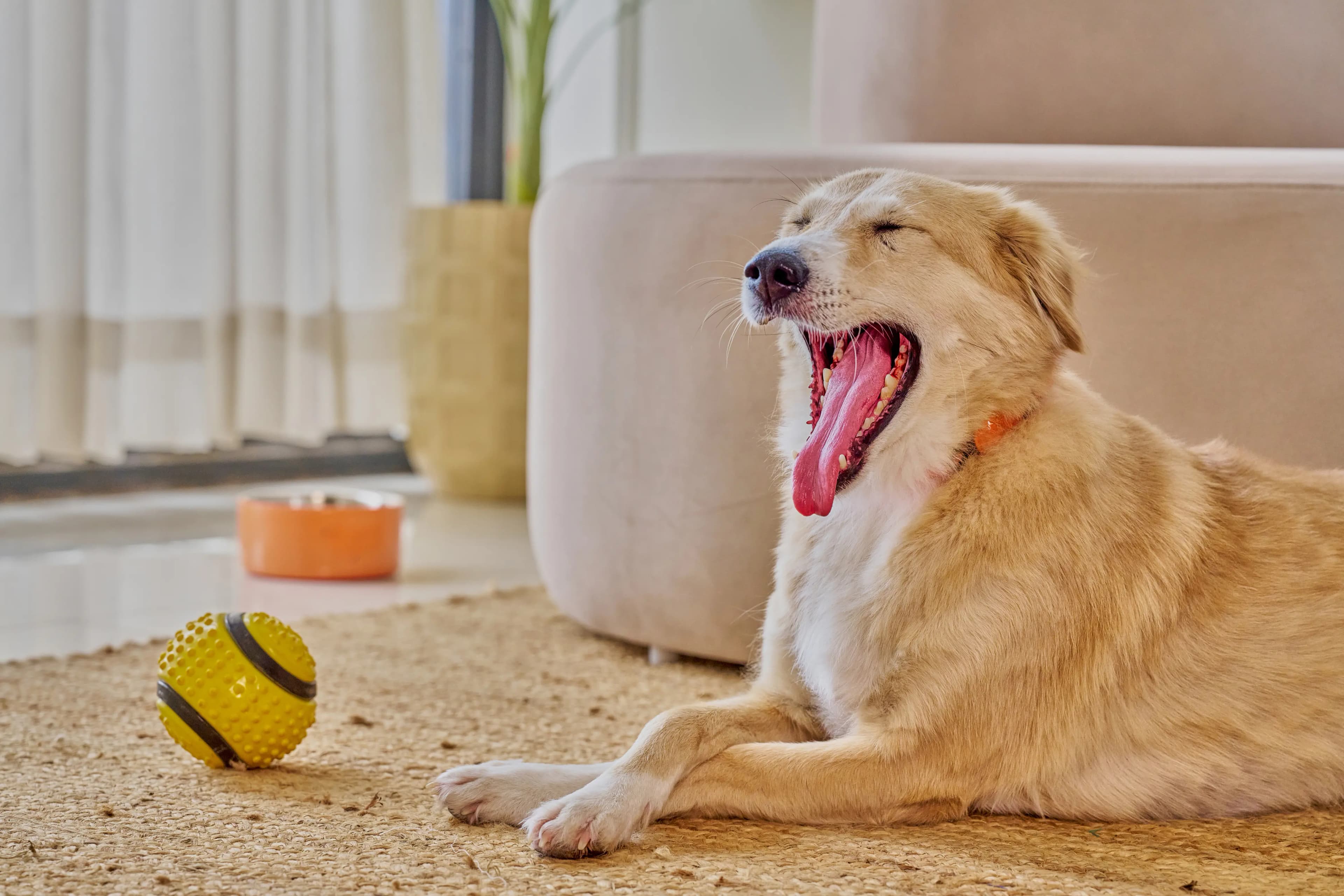 Art Direction for Canva