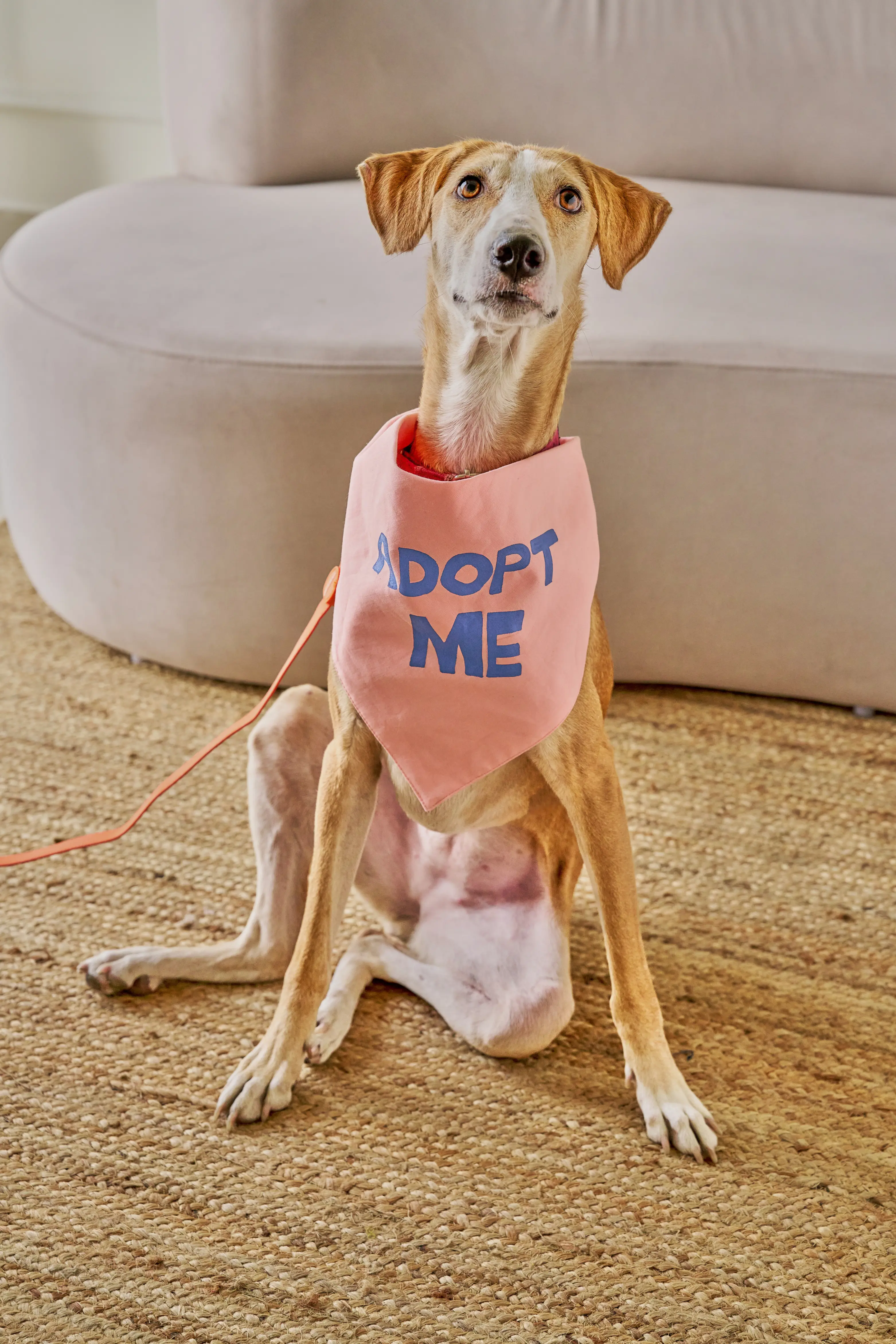 Art Direction for Canva