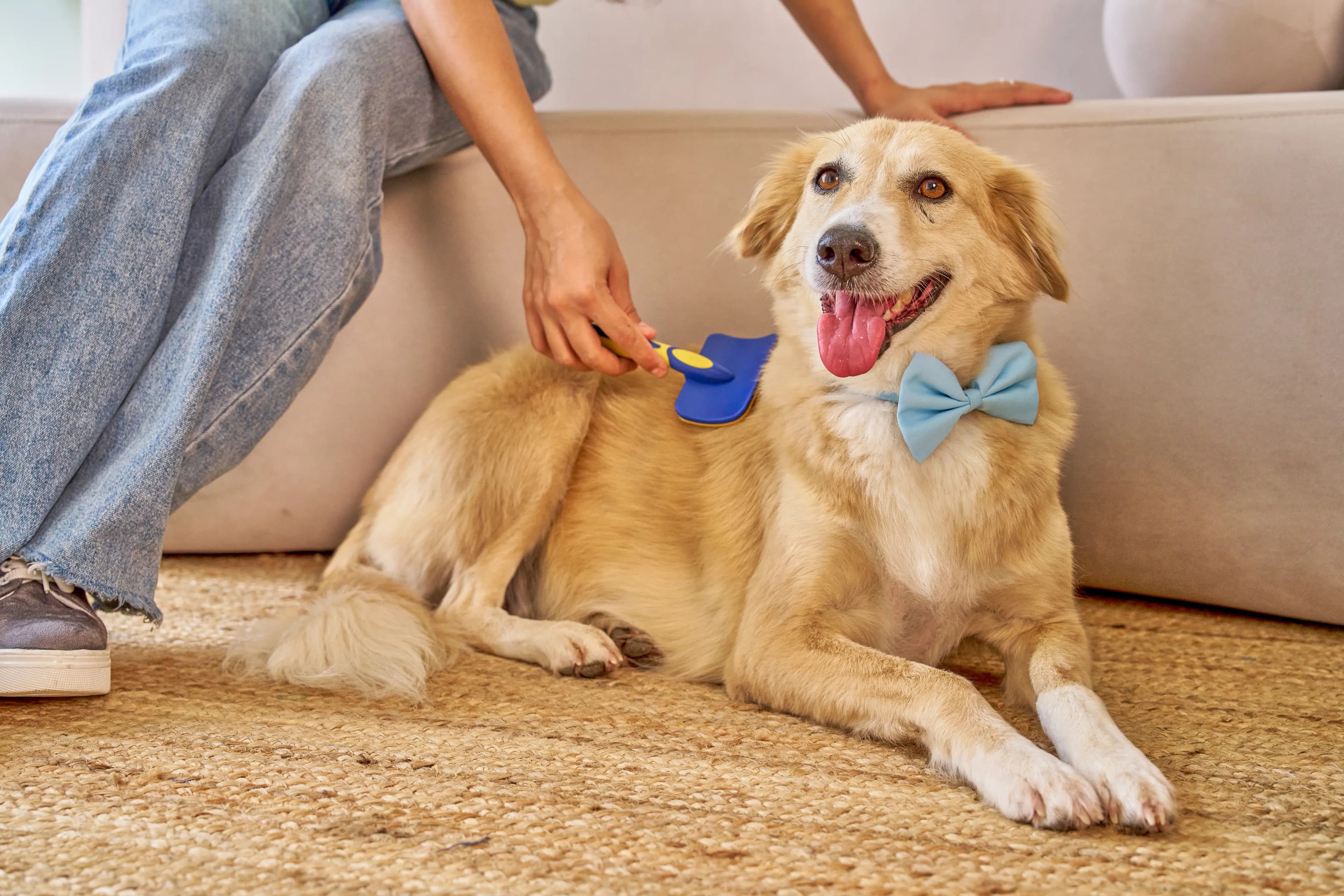 Art Direction for Canva