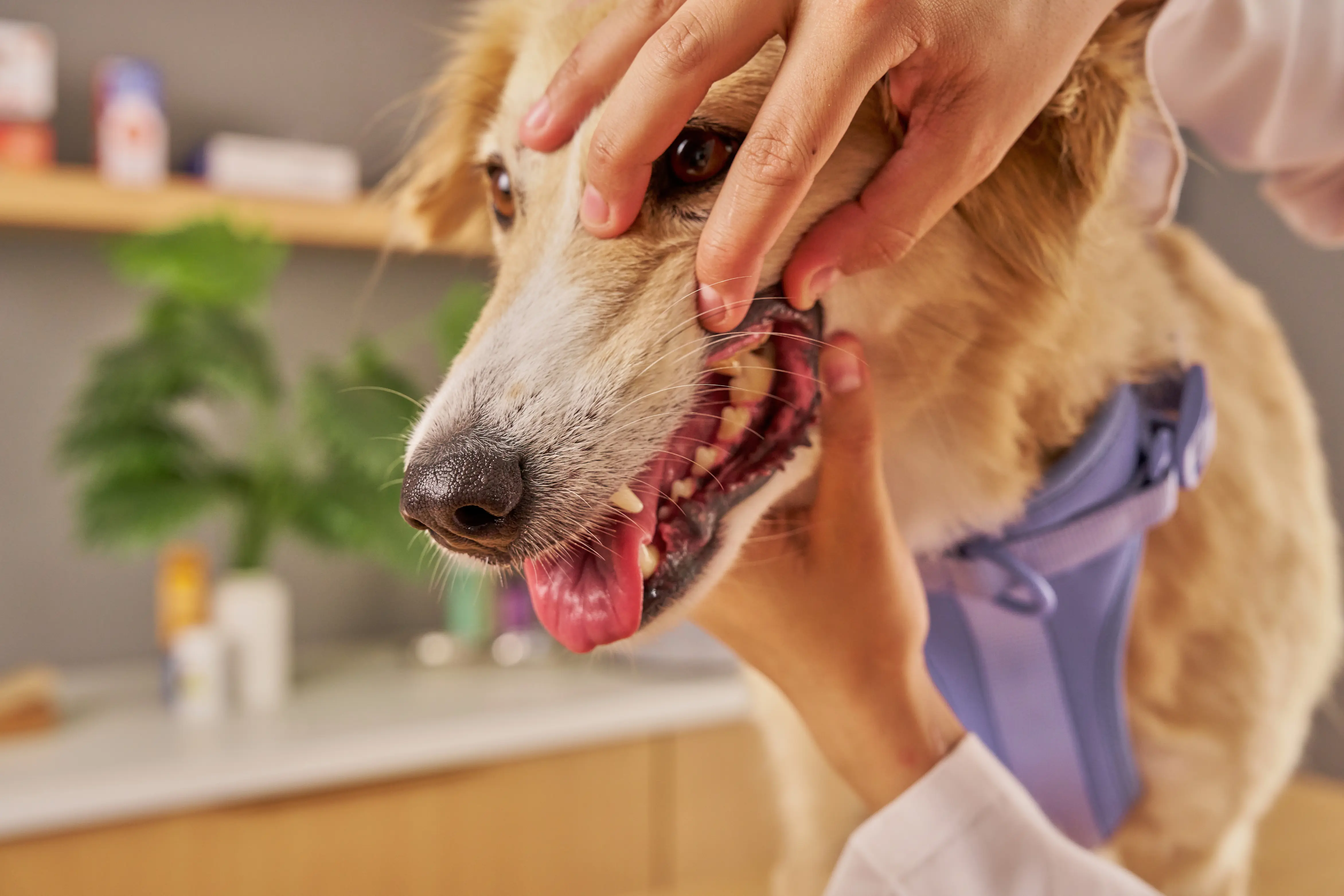 Art Direction for Canva