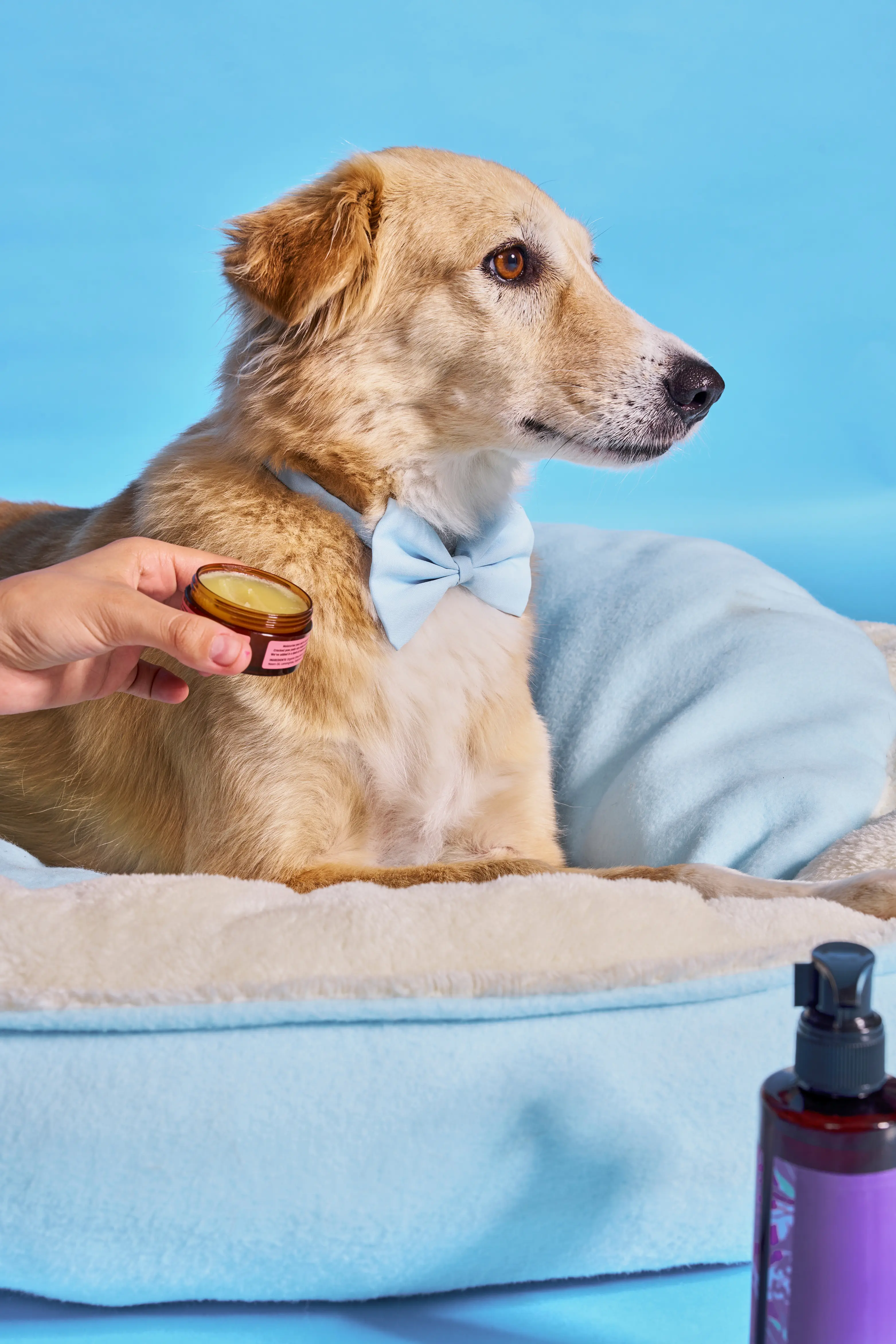 Art Direction for Canva