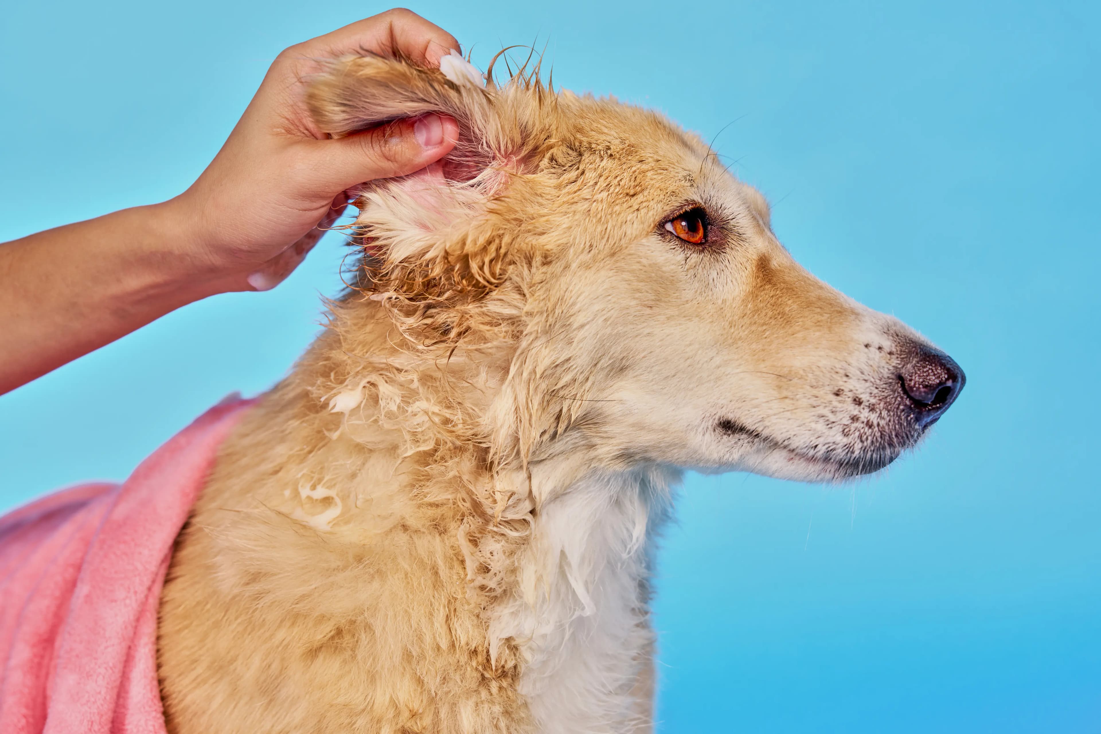 Art Direction for Canva